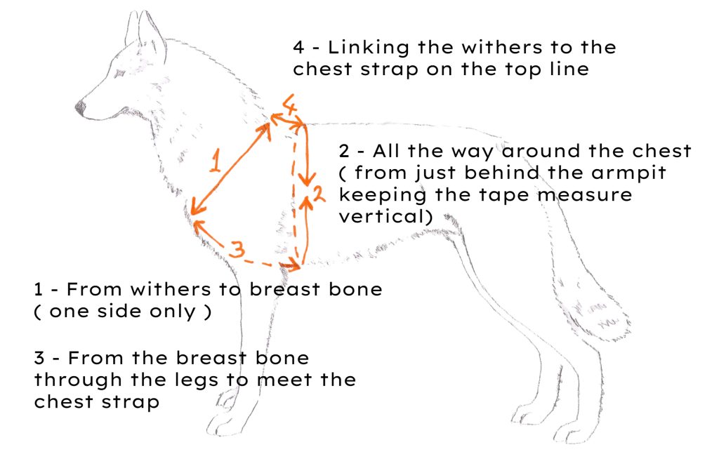 Tracking / Walking Harness – SASS-Dog-Equipment
